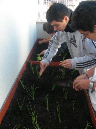 La primera plantaci&oacute;